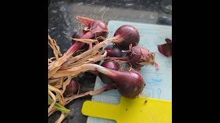 How to make Caramelized Red Onion Chutney 🧅 gardening veggiegarden grow vegetable chutney [upl. by Amiel]