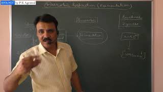 Anaerobic respiration Fermentation  Simplified by Dr P K Agrawal [upl. by Milissent]