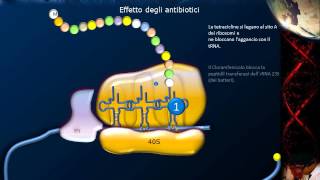 Lezione 21  Sintesi proteica e codice genetico [upl. by Atsylac188]