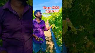 ବହୁତ ଅମଳ vivera କଲରା Sygenta vivera [upl. by Nasia]