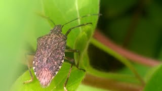 Halyomorpha halys the brown marmorated stink bug [upl. by Ximena677]