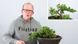 Developing a procumbens nana juniper from nursery stock [upl. by Amata]