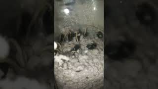 Update on the seeds of quotspicy cherimoyaquot from the previous video [upl. by Hickie]