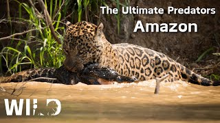 SECRETS OF THE AMAZON  The Most Brutal Predators  Animal Documentaries [upl. by Nolahc]