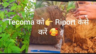 Tecoma को 👉Riport केसे करें 🥰 [upl. by Sualokcin]