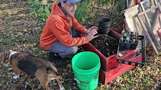 Prepare For Winter Potting Up 3 Exciting Varieties Of Gooseberries [upl. by Anirok]