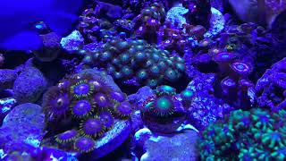 🪴My Zoanthid Garden🪴 [upl. by Barger]