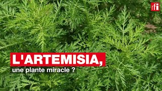 Lartemisia une plante miracle [upl. by Idner718]