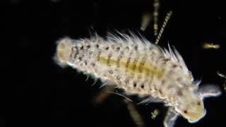 Polychaete larvae [upl. by Sherar871]