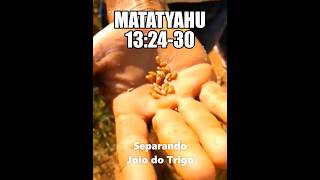 MATEUS 132430🌾Separando o Joio do Trigo [upl. by Emelda234]