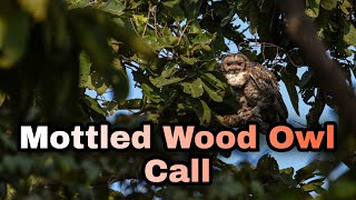 Mottled Wood Owl Call  mottled wood owl sound [upl. by Aicilra]