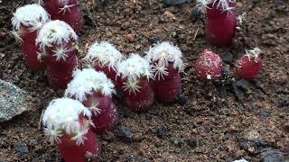 6 month sowing update Lophophora Mammillaria Escobaria and Ariocarpus [upl. by Ettennad787]