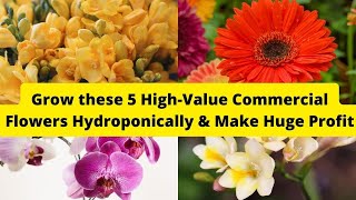 5 HighValue Commercial Flowers to Grow Hydroponically  Hydroponics  Floriculture  Farming [upl. by Aliza]