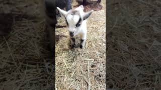 Comforts newborn Pygmy goat babies ❤️ so adorable 🥰 [upl. by Enrev553]