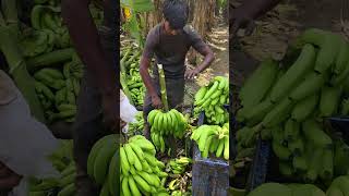 Banana 🍌 cuttings and packing part 216 [upl. by Ax]