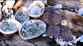 How we found 26 abalone shells on one beach [upl. by Shirlene]