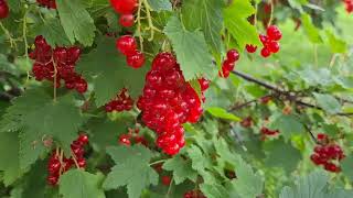 Harvesting Red Currants [upl. by Yddur228]