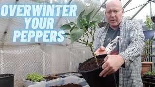 How To Overwinter Peppers At Home Gardening Allotment UK Grow Vegetables At Home [upl. by Euqinobe]