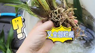 【养花】裸根兰花处理烂根，别慌😅如何剪掉兰花烂根兰花无根水培（文心兰sweet sugar“golden shower”、文心兰strictum、卡特兰bowringiana） [upl. by Erehc]