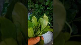 Spinacia oleracea And make Pork 🐖 virelshorts porkfood video food nice [upl. by Rosana]