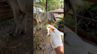 Penyuntikan obat vitamin pada sapi terkurus dikandang lembu shorts cow [upl. by Nnairac]