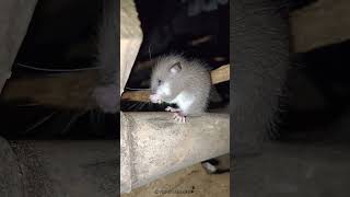 Dormouse nature naturephotography animals reels kerala [upl. by Grosvenor]