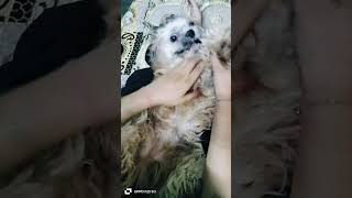 sone ki pitti pitti karo cute boondy Smarty tranding viralvideo ytvideodoglover [upl. by Rayshell274]