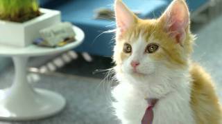 Spot pub 2011  Chatons Telecom  Bouygues Telecom [upl. by Haseefan]