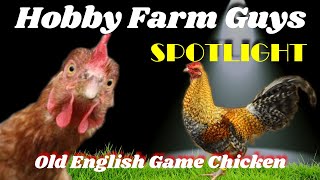 HFG Farm Animal Spotlight Old English Game Fowl [upl. by Mareld]