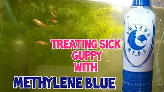 How to treat sick Guppy using METHYLENE BLUE [upl. by Asilanom242]