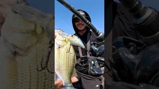 Small Crankbaits Docks FUN [upl. by Britt]