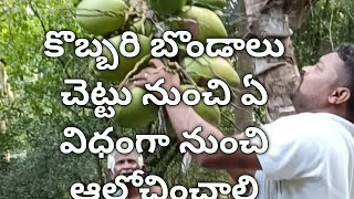 How to grow coconut pods from the tree  coconut water  coconut tree [upl. by Tosch]