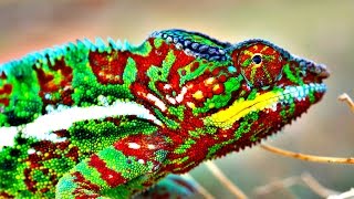 How Do Chameleons Change Color [upl. by Clarence]