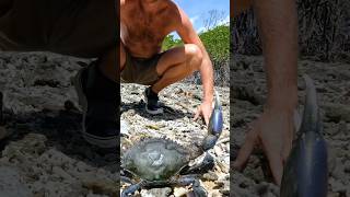 GIANT MUD CRAB Hand Catching For Island Survival [upl. by Chaney]