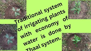 Traditional tested wateringplants economically Thaal system plants environment MISSION THAL P 1 [upl. by Naitsabes]