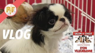 Les chiots les plus mignons 😍  VLOG salon du chiot [upl. by Gilead]