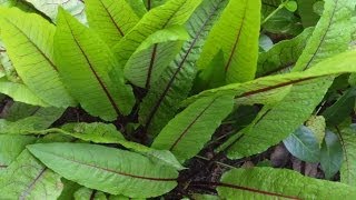 Growing More Perennial Vegetables and Herbs [upl. by Thenna]