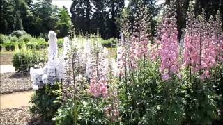 Delphinium Trial  RHS Wisley Garden 2013 [upl. by Annaeg]