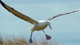 Albatrosses Use Their Nostrils To Fly  Natures Biggest Beasts  BBC Earth [upl. by Imoyaba]