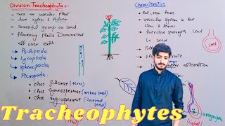 Division Tracheophyta  General Characteristics of Tracheophytes  Biology 11th  Chapter 9 [upl. by Amata997]