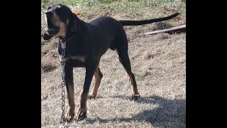 Beautiful Black amp Tan x Bluetick cross females available  105 months [upl. by Sachiko]