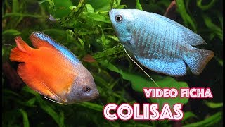 Video 🎥 ficha Colisas  Trichogaster lalius amp Trichogaster chuna [upl. by Essej]