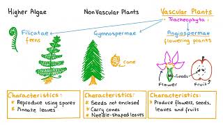 Kingdom Plantae Explained [upl. by Gordon]