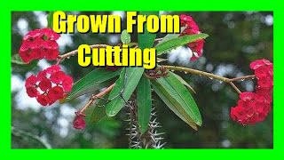 How To Propagate Crown of Thorns Plant Grow Crown of Thorns From Cutting [upl. by Eronaele]