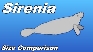 Sirenia Size Comparison  Manatee Dugong Stellers sea cow [upl. by Sivartal]