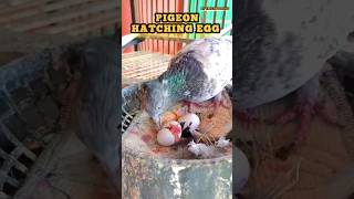 Pigeon Hatching Eggs  Fancy Pigeon k Bache kese palwain pigeon pets fancypigeon [upl. by Nickey]