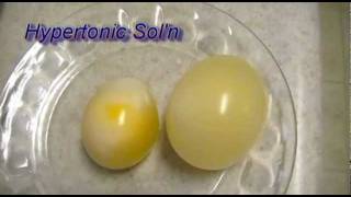 Egg Osmosis Hypertonic vs Hypotonic Solution [upl. by Tor546]