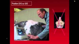 echographie bovine par Prof Hanzen  ULG présentation powerpoint [upl. by Bean]