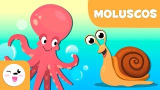 Moluscos para crianças  Animais invertebrados  Ciências [upl. by Retsehc243]