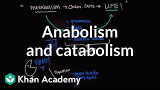 Overview of metabolism Anabolism and catabolism  Biomolecules  MCAT  Khan Academy [upl. by Finlay]